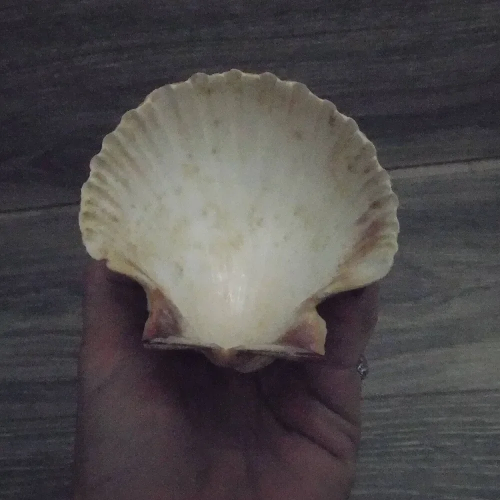 Nautical Coastal Kitchen Decor Seashell Toothpick Holder Basket Wishing Well